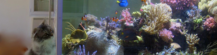 Installer un bac berlinois Aquarium récifal / aquarium marin
