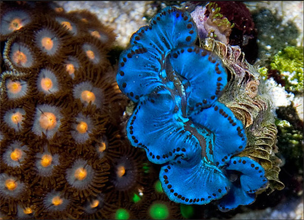 Les produits Biocorail coraux